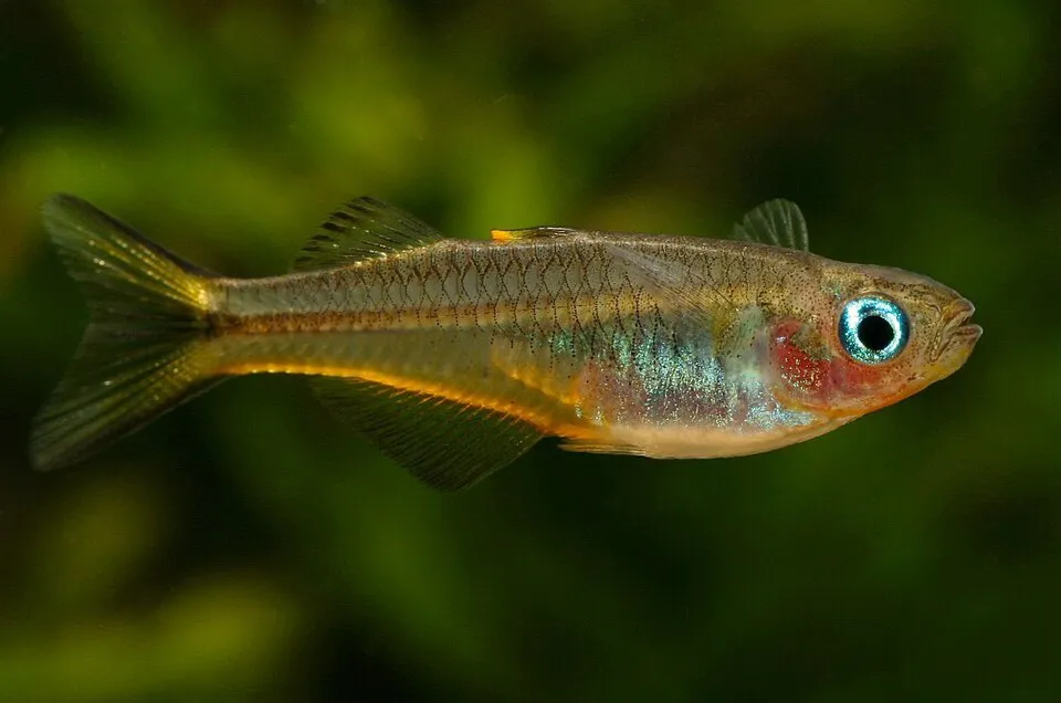 Forktail Blue-eye (Pseudomugil furcatus) - female - in aquarium.