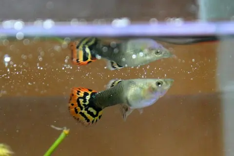 Guppy jantan berekor belang oranye hitam berenang di akuarium