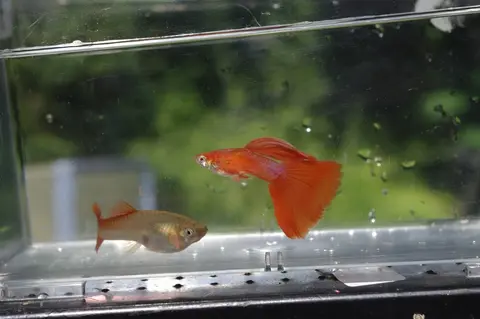 Guppy jantan berekor merah berenang di akuarium kaca