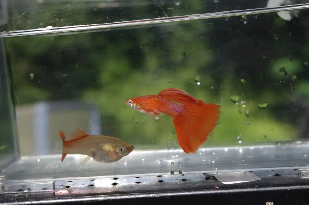 Guppy Full Red (Full Red Guppy)