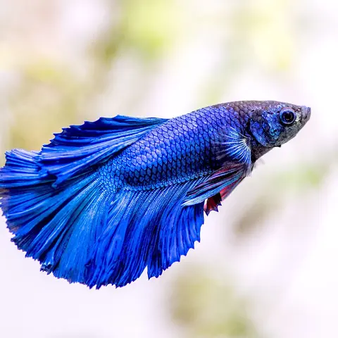 ปลากัดฮาล์ฟมูนตัวผู้ สีน้ำเงินเข้ม กางหางกว้าง
