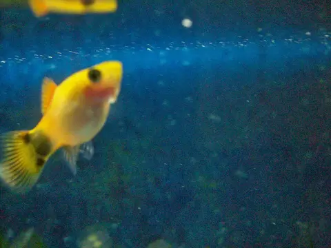 Platy Mickey Mouse kuning dengan bintik hitam di pangkal ekor, di dalam akuarium