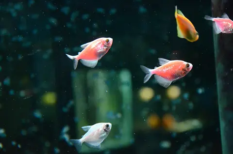 Ikan GloFish tetra merah muda kemerahan berenang di akuarium yang gelap