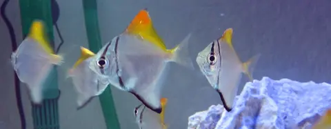 Hai cá mono bạc vây vàng có vạch đen trong bể kính