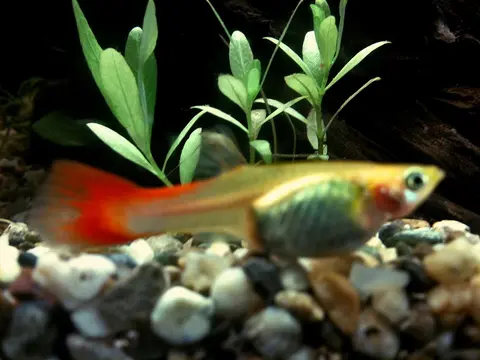 Guppy jantan berkepala merah di atas dasar kerikil dalam akuarium
