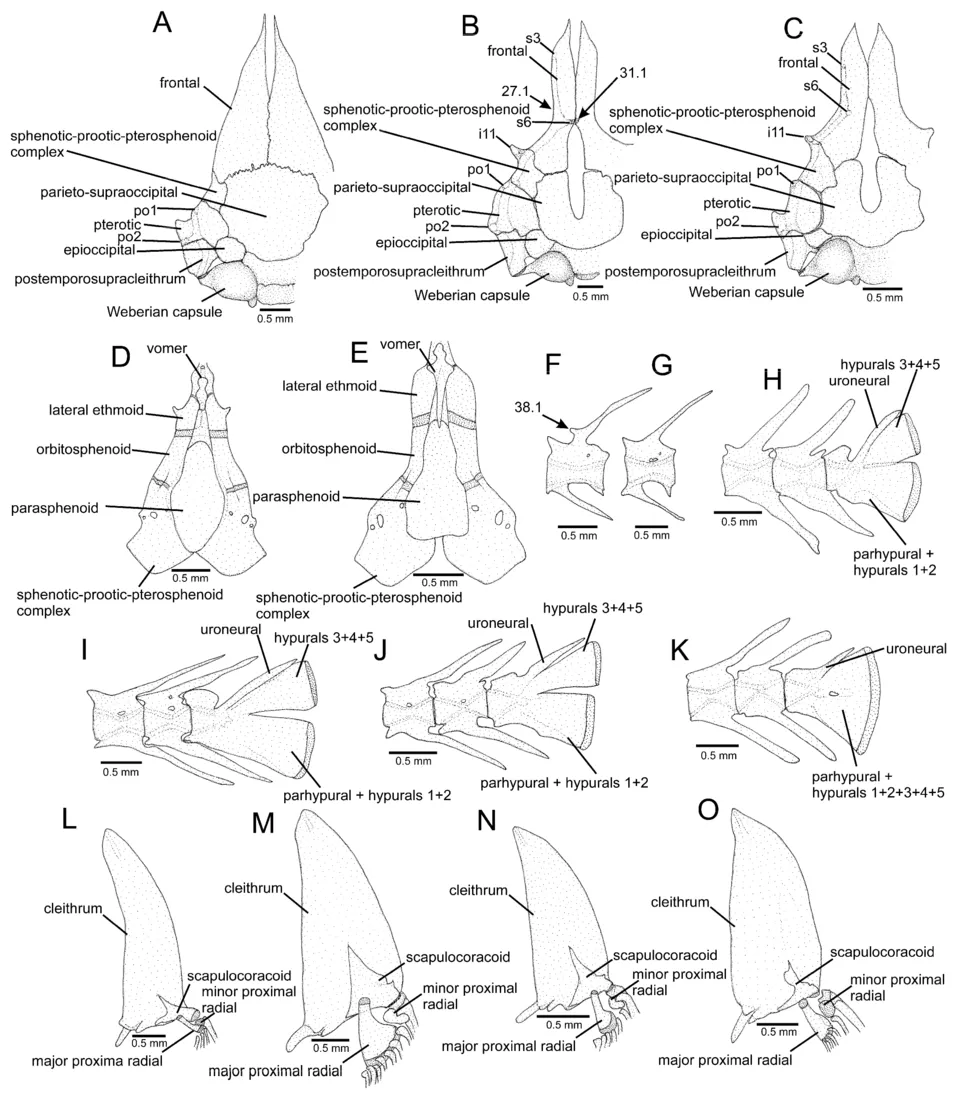 Figure 5. Osteological features in the Microcambevinae: (A–C) neurocranium, middle and left portions, dorsal view; (D,E) neurocranium, middle portion, ventral view; (F,G) nineth free vertebra, left la