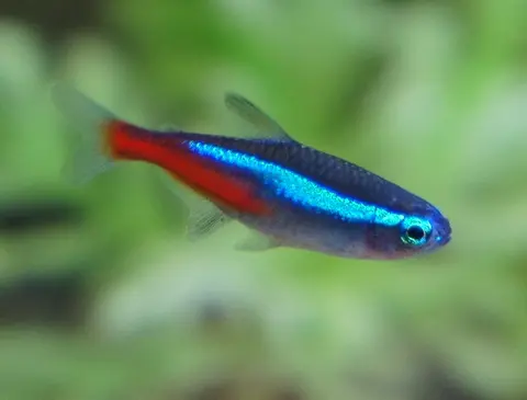 ปลานีออนว่ายตะแคง มีแถบสีน้ำเงินสว่างและลำตัวสีแดง