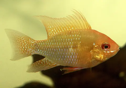 Ramirezi kuning oranye berlatar terang, foto close-up