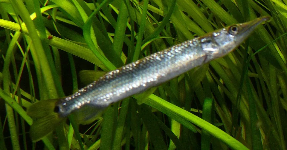 ปลาฮูเจต้า, Ctenolucius hujeta