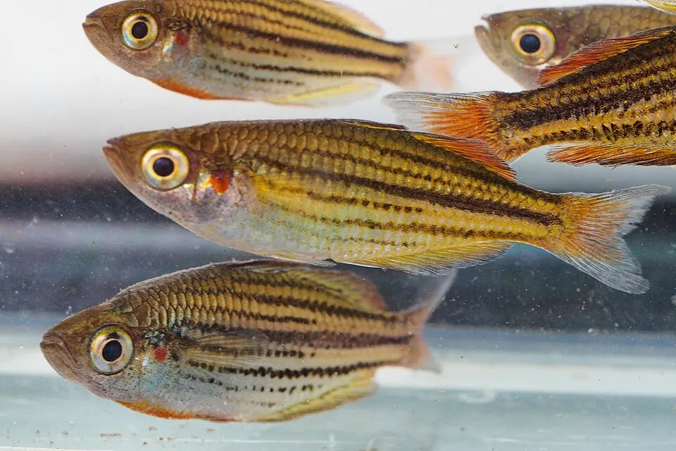 McCulloch's Rainbowfish (Melanotaenia maccullochi) in Australia