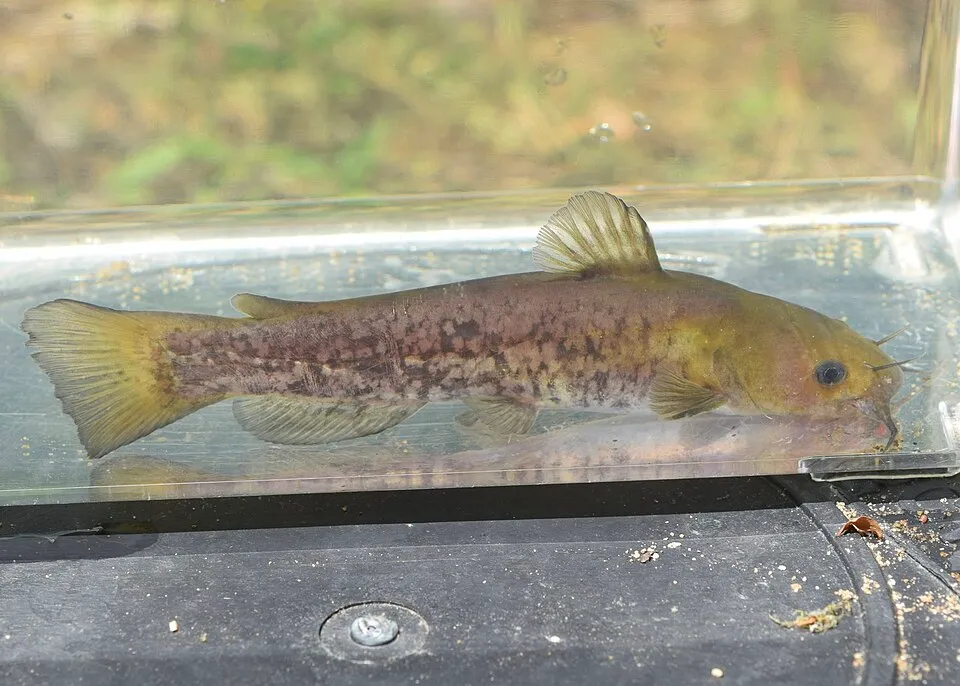 A snail bullhead (Ameiurus brunneus) photographed near Canton, Georgia