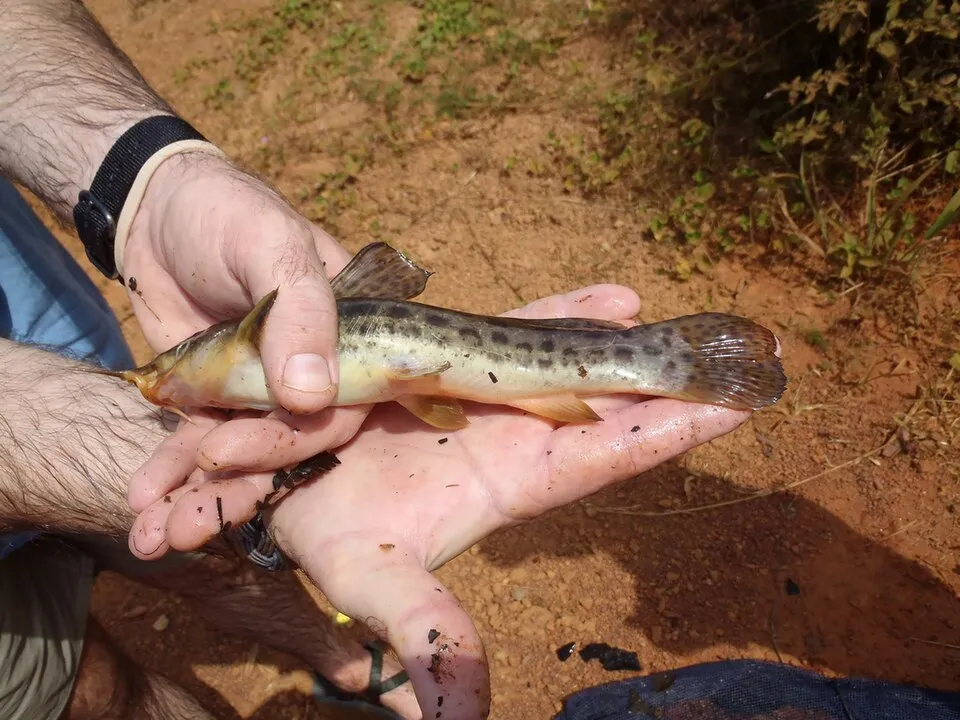 Anaspidoglanis macrostomus