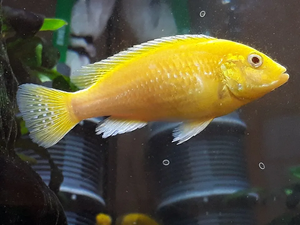 Female Labidochromis caeruleus light