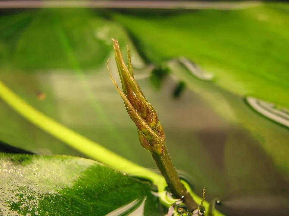 Inflorescence of Echinodorus bleheri (closed).