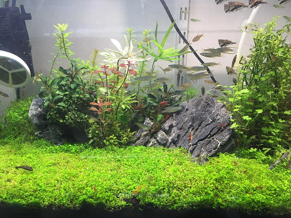 Freshwater aquarium