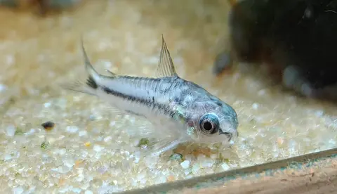 Cá chuột pygmy ánh bạc trên nền cát mịn trong bể
