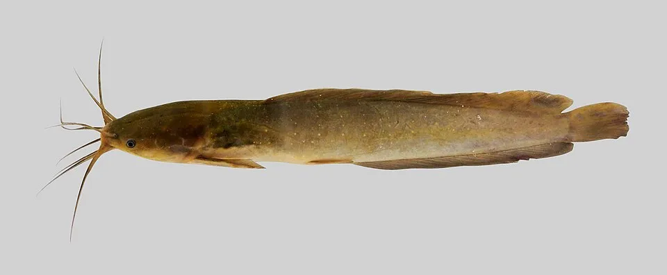 Figure 19 Clarias aff. batrachus from Kenyir Reservoir.