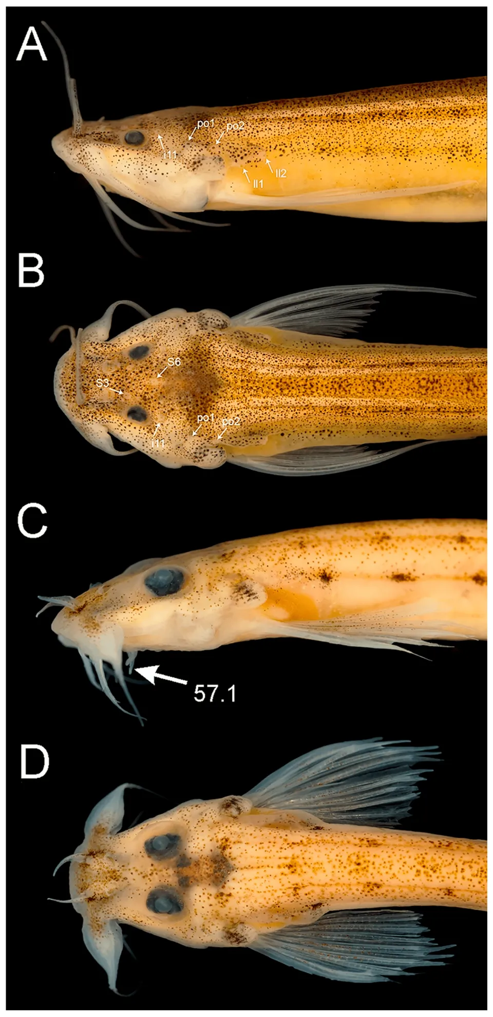 Cá da trơn Microcambeva filamentosa, Microcambeva filamentosa