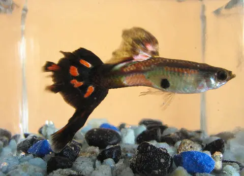 Guppy jantan berekor hitam oranye di akuarium berkerikil