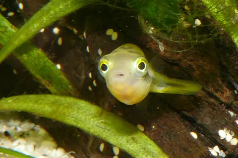 Pea Puffer muda menatap lurus ke depan di akuarium tanaman air