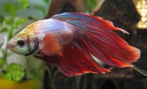 Cupang jantan berekor panjang merah di akuarium pemeliharaan