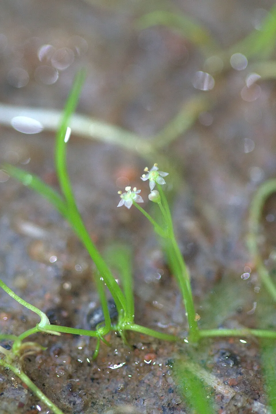 Flowers of Lilaeopsis brasiliensis grown indoor in a aquarium without water (just covering the sand).