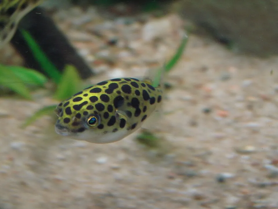 Picture taken in the zoo of Wrocław (Poland): Tetraodon nigroviridis (Marion de Procé, 1822)