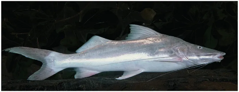B. vaillantii (piramutaba in Portuguese, pirabutón in Spanish)