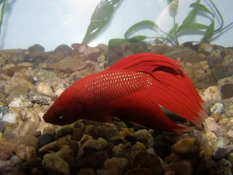 Cupang jantan merah cerah berenang di atas dasar kerikil