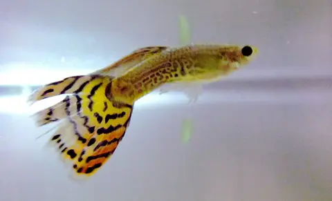 Guppy jantan berekor kuning bermotif oranye hitam di akuarium