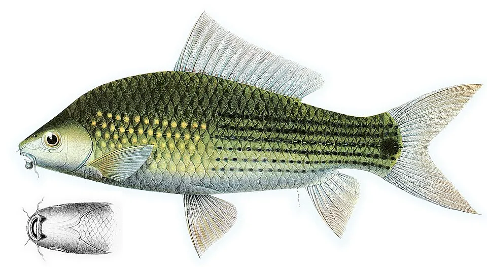 Cá măng rô, Osteochilus vittatus