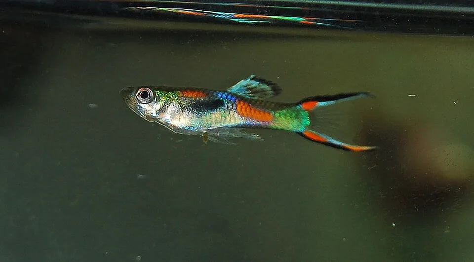 Poecilia wingei male, var. "black bar"