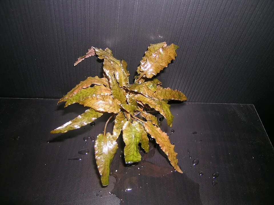 Cryptocoryne wendtii xanh, Cryptocoryne wendtii