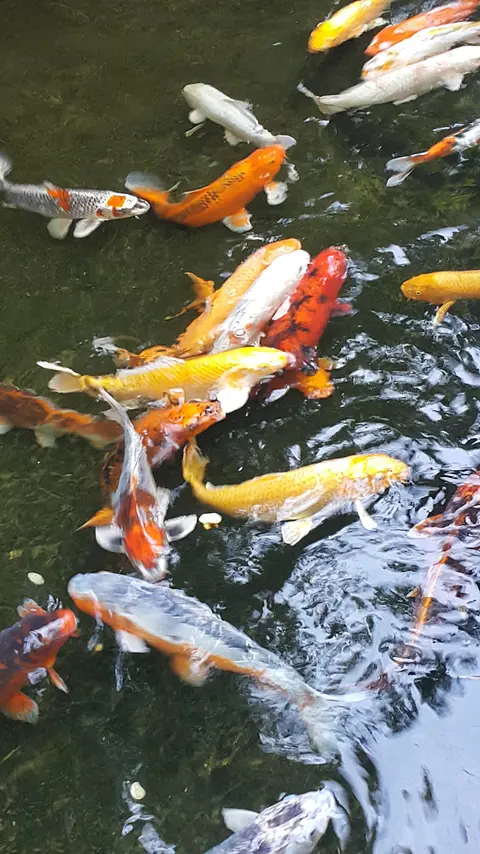 ปลาคาร์ปสีเหลืองและสีส้มแดงว่ายใกล้ผิวน้ำในบ่อ