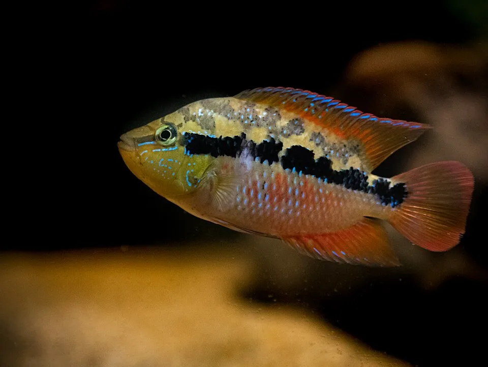 a salvini cichlid