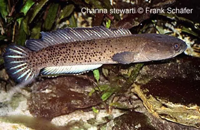 Cá lóc Channa stewartii, Channa stewartii