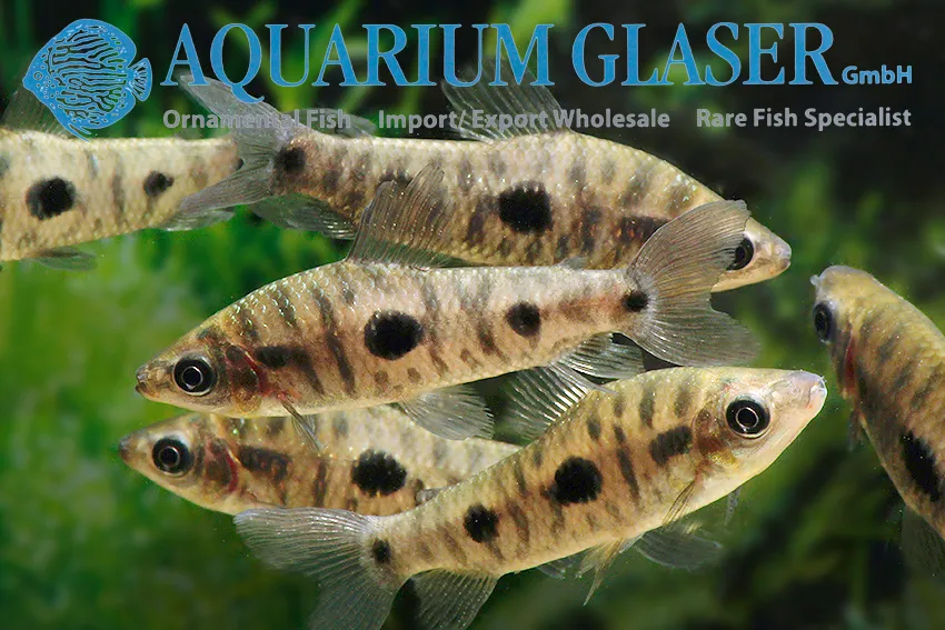 Cá leporinus friderici, Leporinus friderici