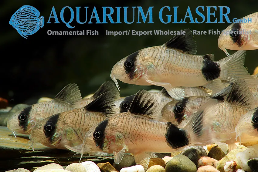 Cá chuột panda, Corydoras panda