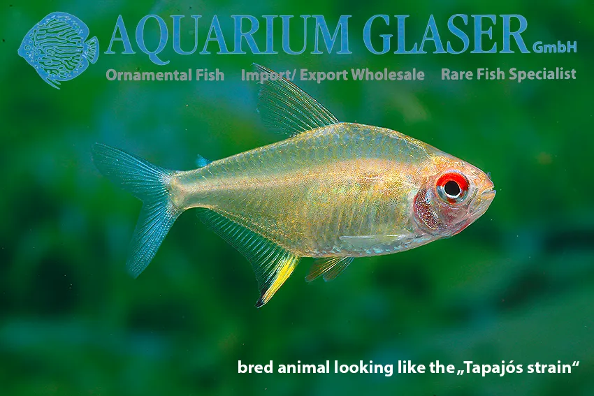 Cá tetra chanh, Hyphessobrycon pulchripinnis