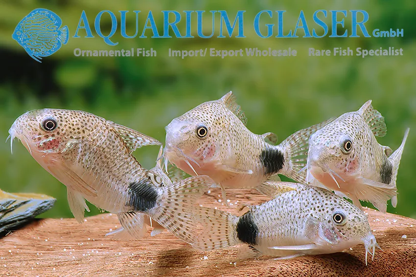Cá chuột đuôi đốm, Corydoras caudimaculatus