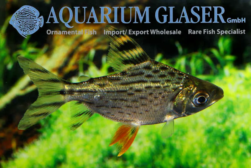Cá đuôi cờ Prochilodus, Semaprochilodus taeniurus