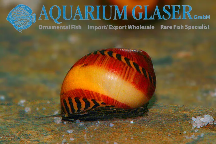 Ốc nerite Waigiou, Vittina waigiensis