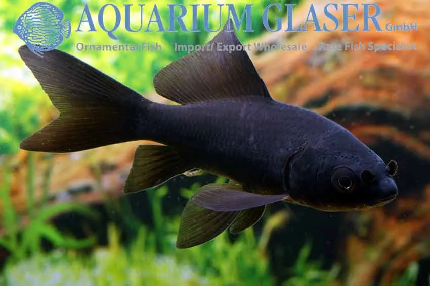 Cá vàng Comet đen, Carassius auratus