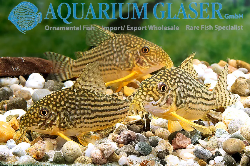 Cá chuột Sterba, Corydoras sterbai