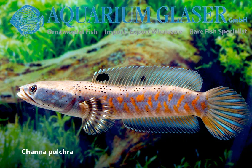 Cá lóc Channa pulchra, Channa pulchra