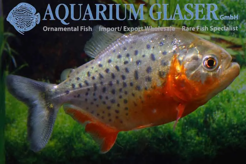 Cá piranha bụng đỏ, Pygocentrus nattereri
