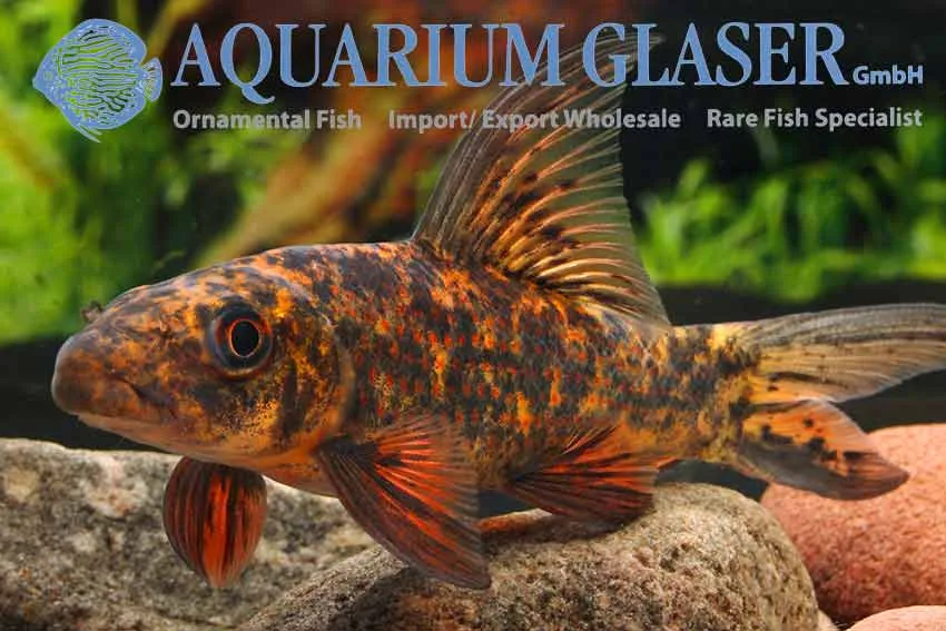 Cá Labeo variegatus, Labeo cyclorhynchus