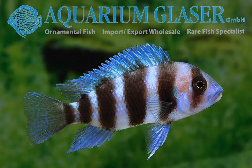 Cá frontosa, Cyphotilapia frontosa