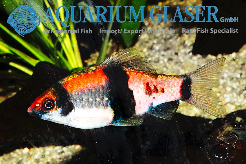 Cá barb dưa hấu, Haludaria fasciata
