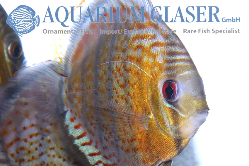 Cá đĩa nâu, Symphysodon aequifasciatus
